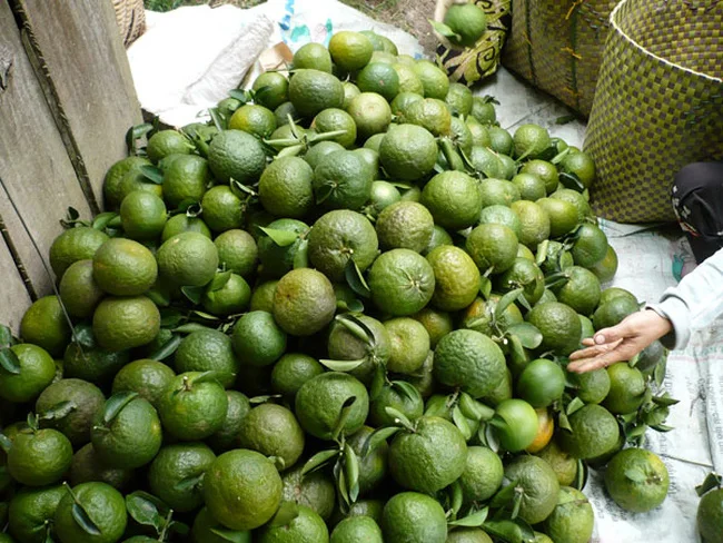 Свежие фрукты, зеленый апельсин, растущие во Вьетнаме, 100% Натуральные Сладкие тропические фрукты