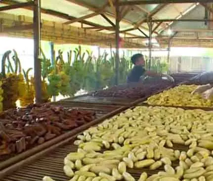 Longer Shelf Life High Quality Smoked and Dried Frozen Banana Slices from Indonesian Wholesale Exporter