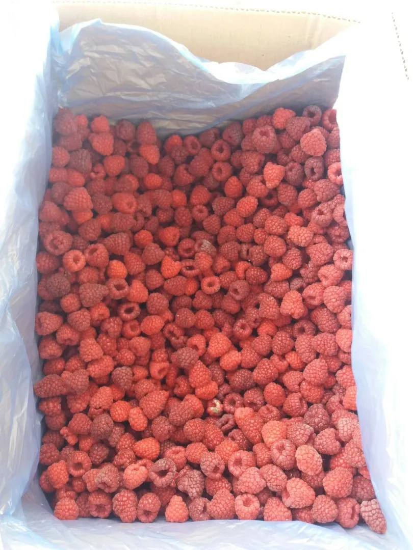 Frozen IQF Raspberry, Organic Raspberries For Sale