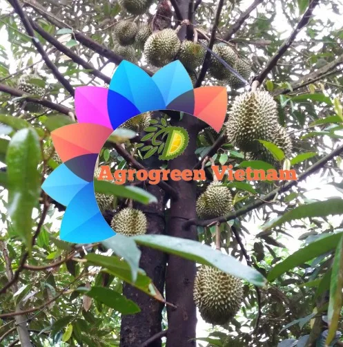 Premium Quality Frozen Durian Fruit From Vietnam Farmer Grow Bulk