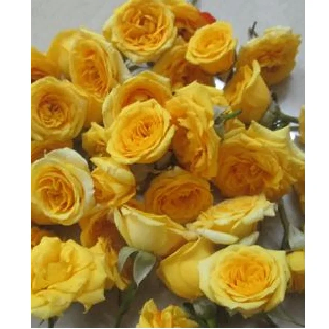 wholesales fresh real long lasting Yellow natural bright color Rosa rosaceae Asian multi shade Button Rose Fresh loose Flowers