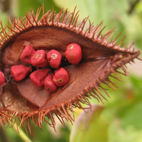 Высококачественные Сушеные Семена Аннато Roucou Achiote Seed семена Bixa Orellana из Вьетнама Shyn Tran + 84382089109
