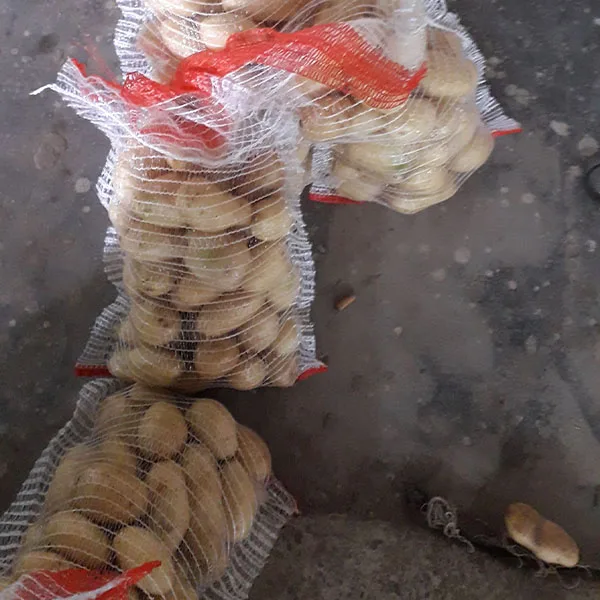 Fresh Holland Potato in Mesh Pack