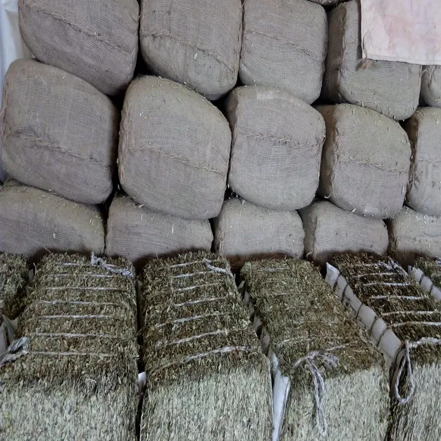 Olive Leaves olive leaves t-cut Dried leaves Apex India