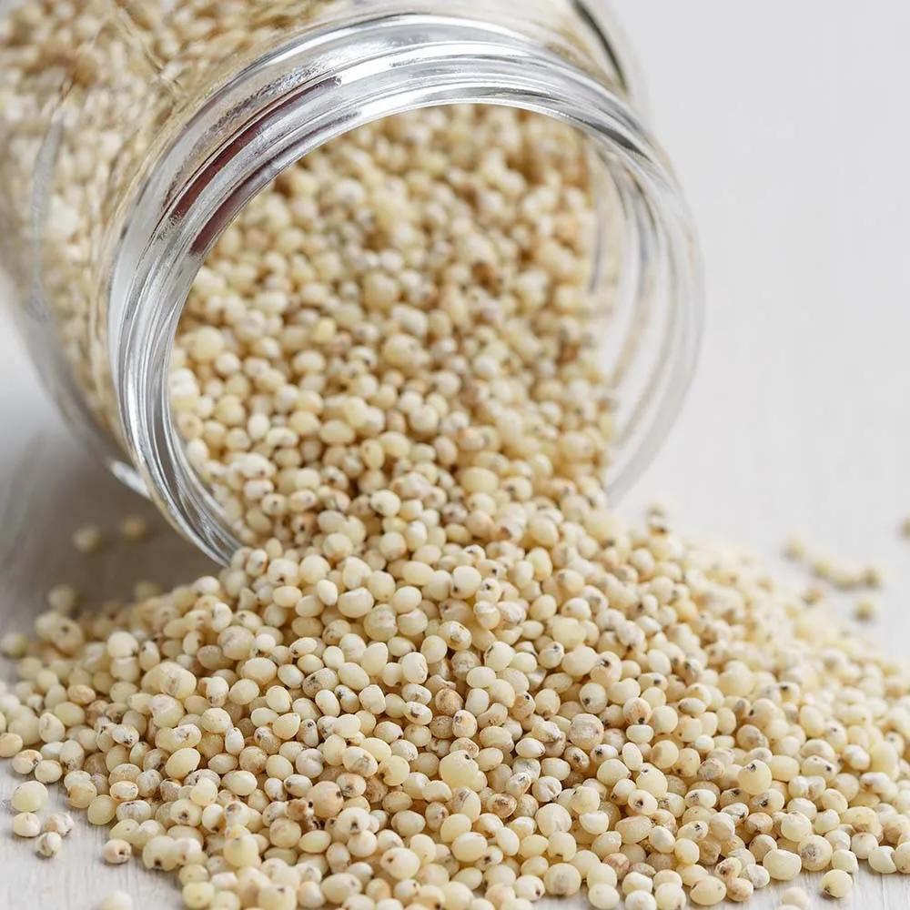 White Sorghum For Sale