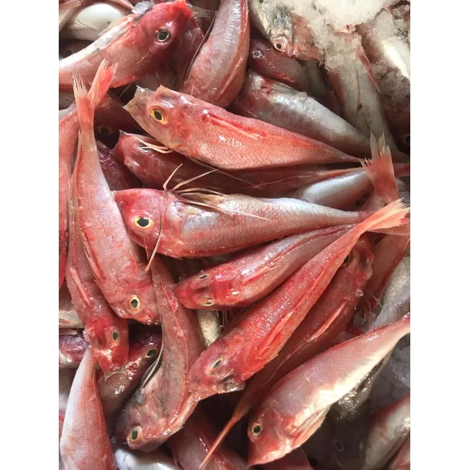 Wholesale Vietnam Supplier OCOP Air-dried 12 Months Natural Body Dried Orange Flying Fish with Vacuum Packaging