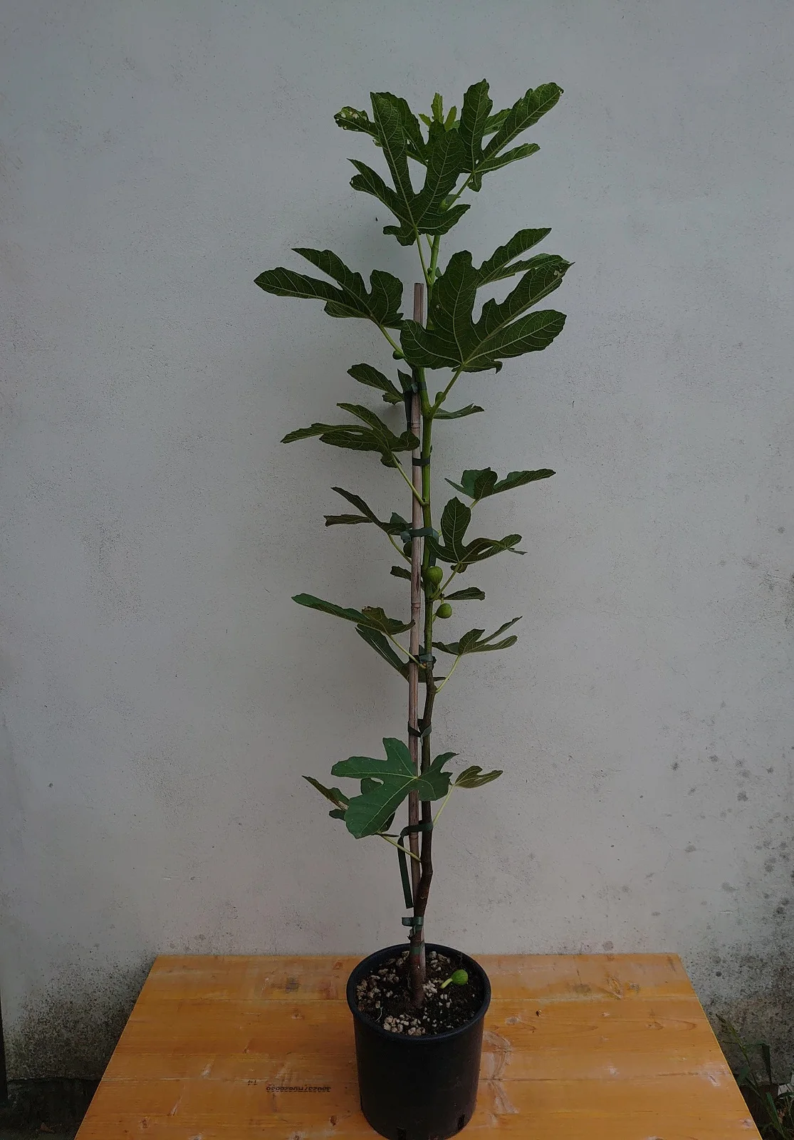 
High-Quality Ficus Carica Domestic Fig 10 Varieties Bifid Re-Flowering Fig For Sale 