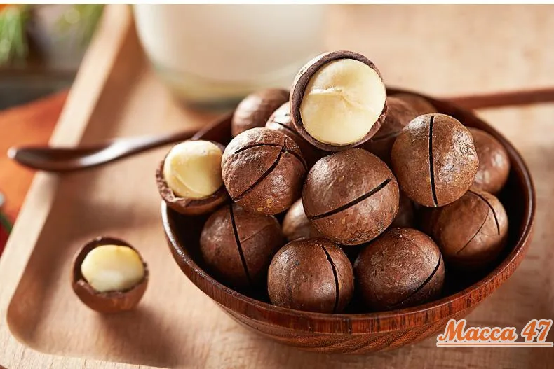 Maccadamia Nuts Raw Healthy Food Macca in Shell from Vietnam