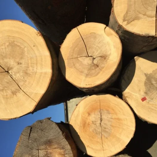 European Beech Log and Lumbers for sale