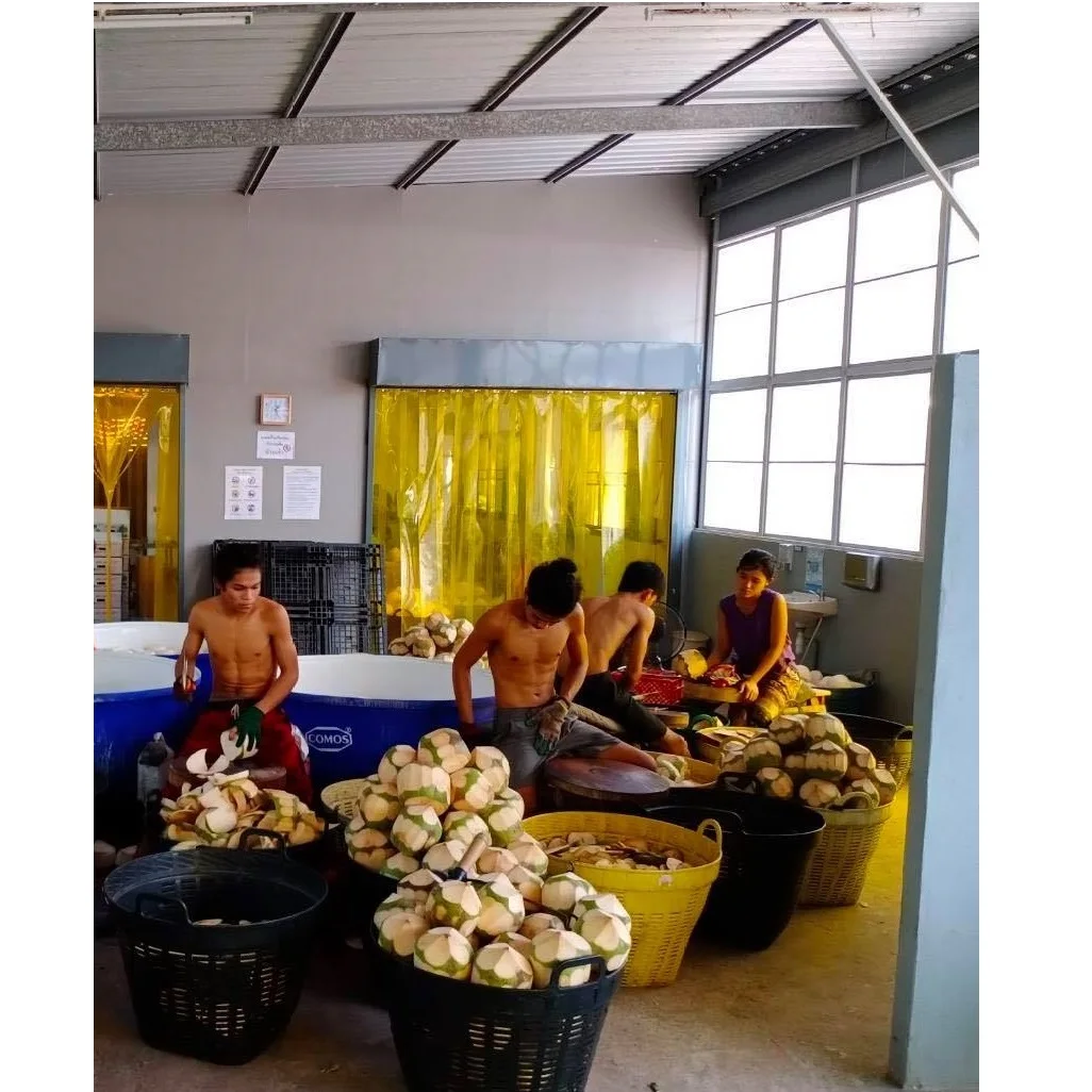 High Quality 720 - 900 g Weight Carton Packing  coconut fresh coconut young coconut- cocobe export from Thailand