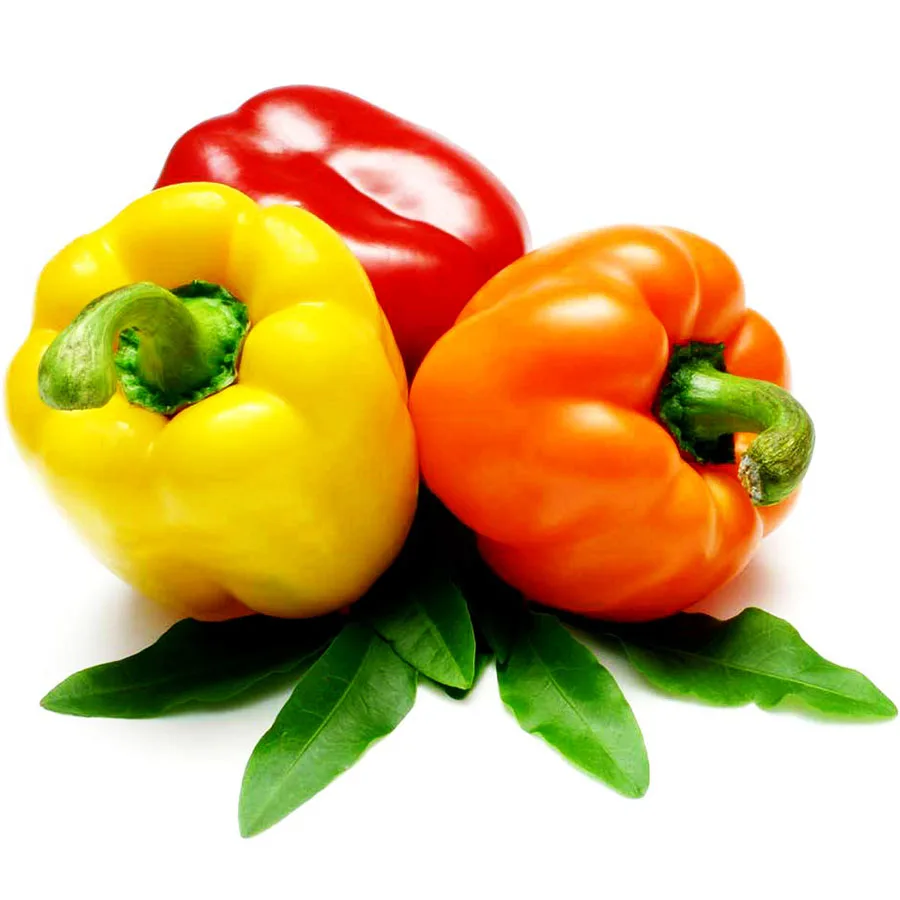 Quality capsicum color sweet bell pepper/yellow/green/red