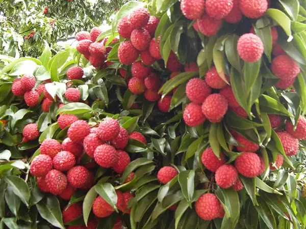 
Lychee Seedless Fresh Lychees High Quality From Viet Nam//JESSE +84359443043 