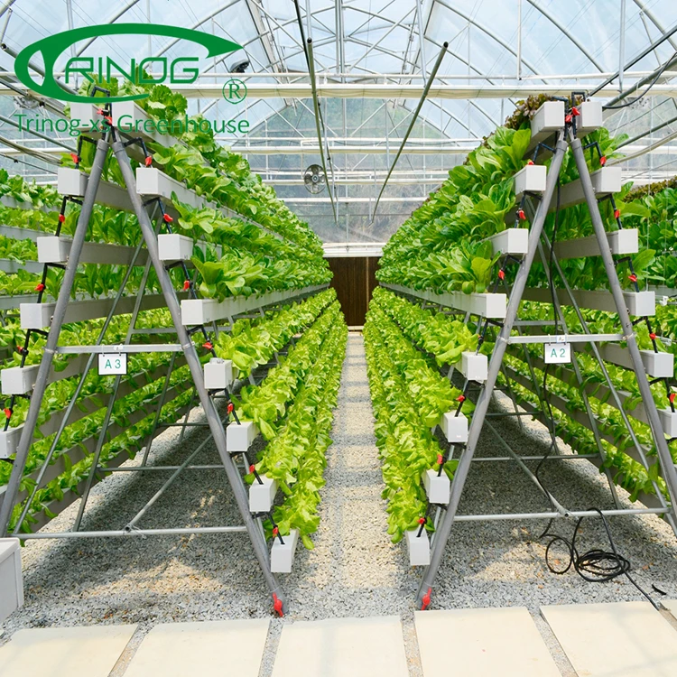 Trinog greenhouse NFT system Vertical A shelf hydroponics lettuce growing slot for greenhouse