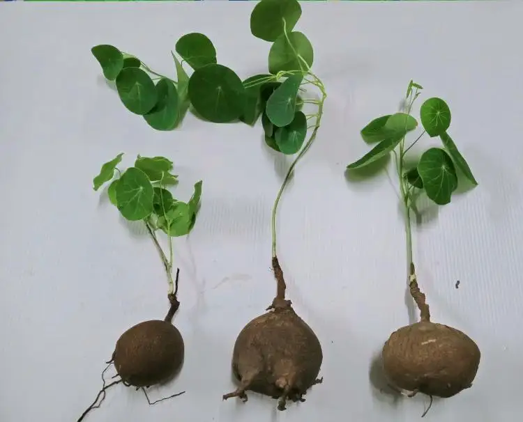  Стефания Erecta