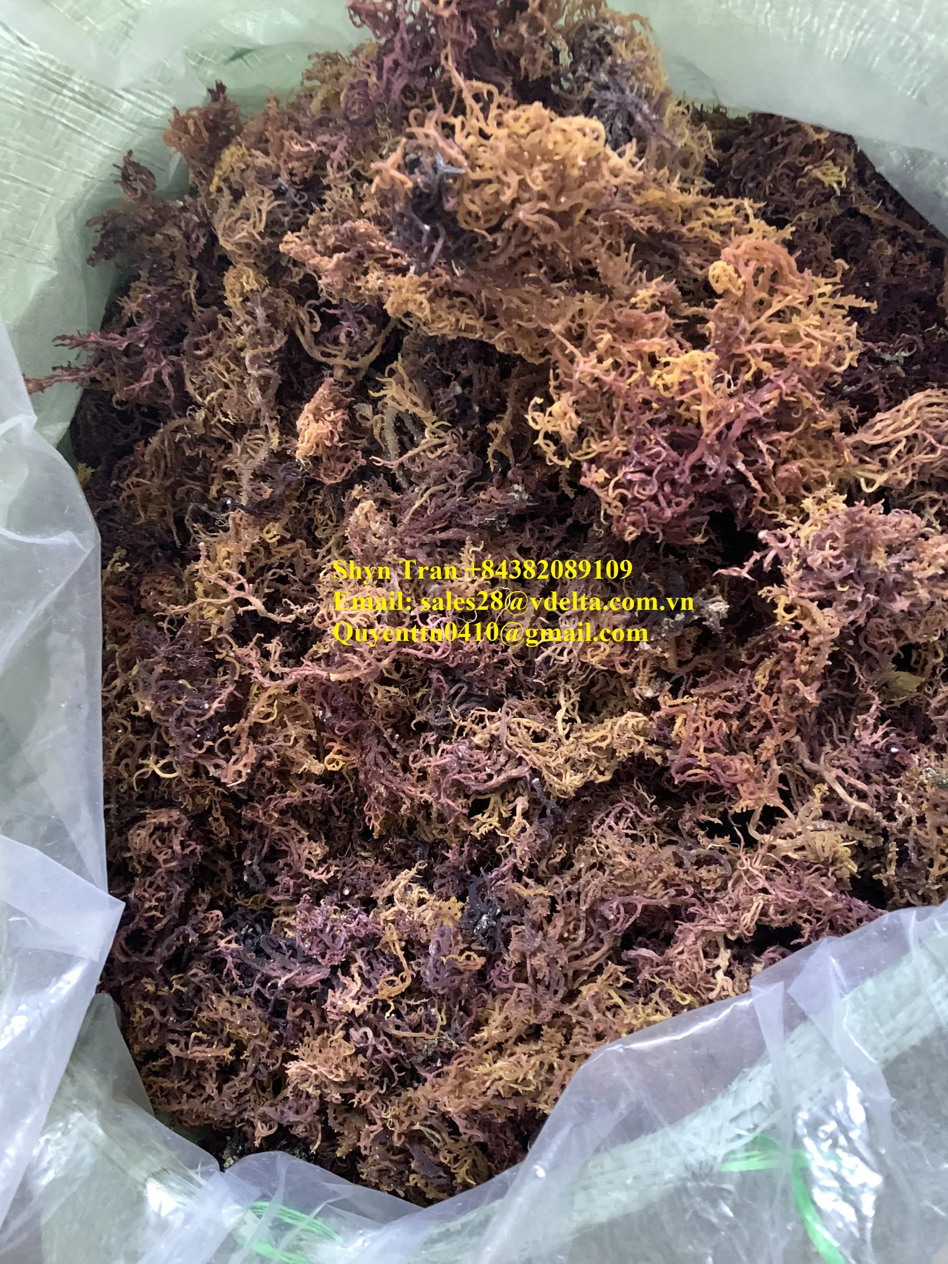 Поставщик ирландского Моха/морской мох геля из Вьетнама/Whatsapp + 84382089109