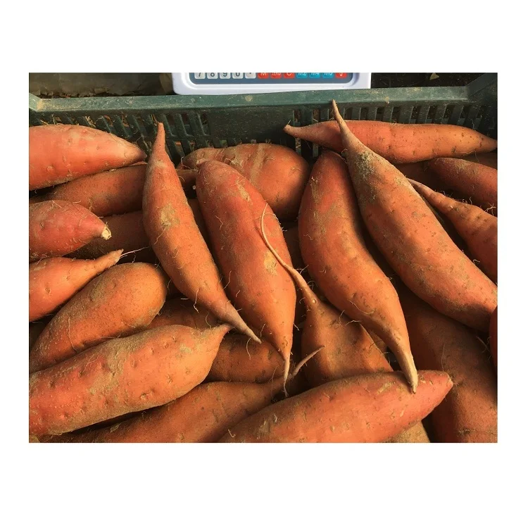 Best Seller Of Fresh Sweet Potatoes At Low Prices