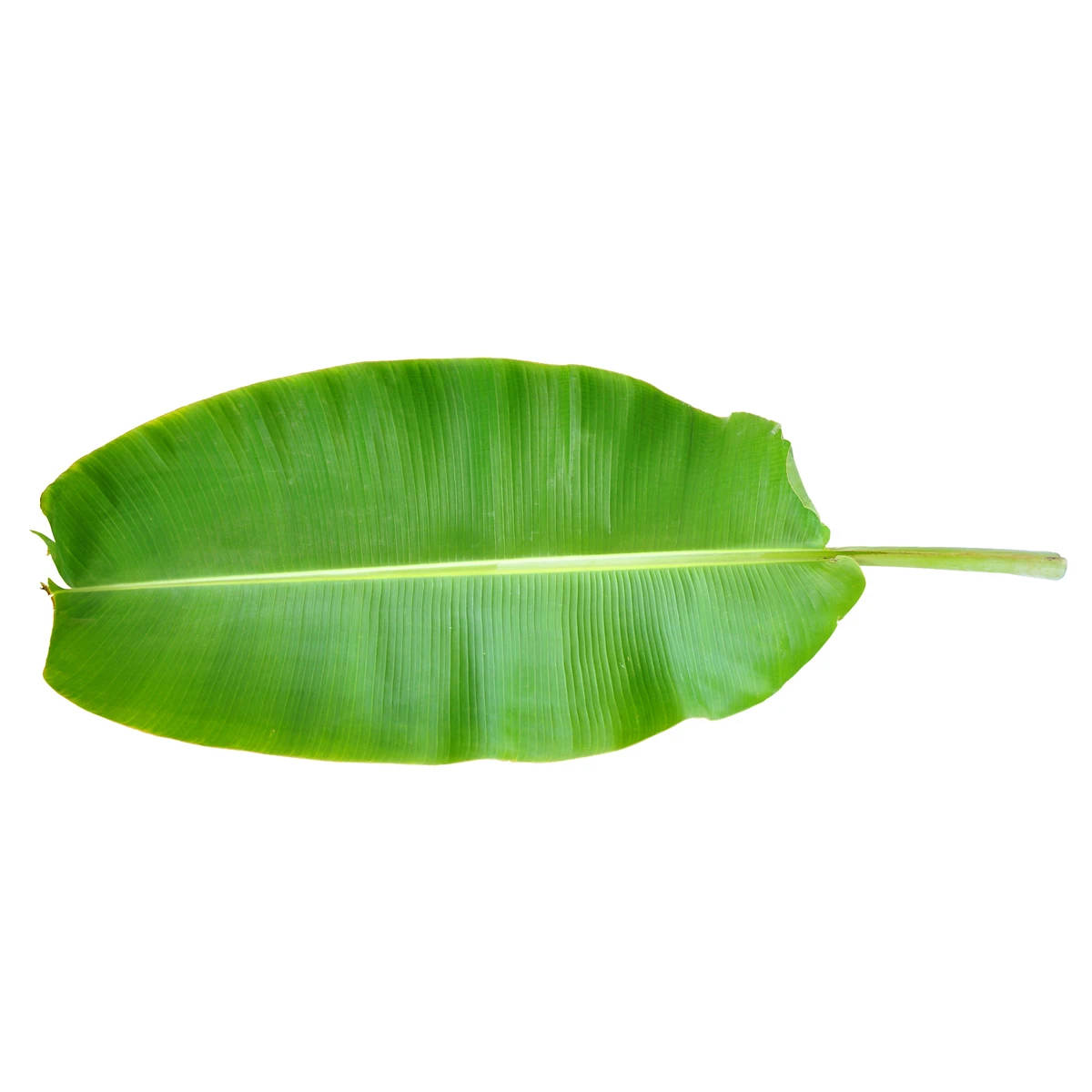 Fresh banana leaf/ fiber / powder makeup- eco friendly
