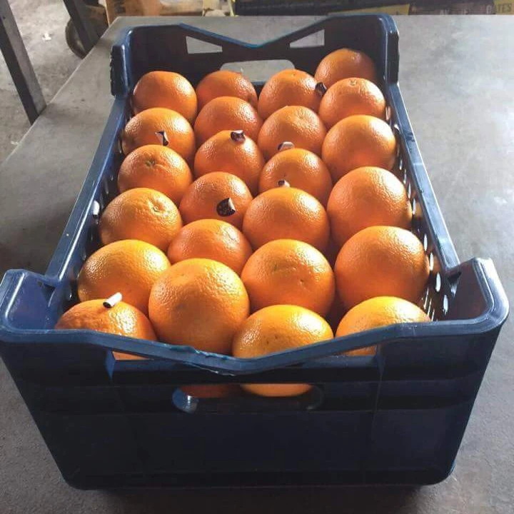 FRESH QUALITY TASTY ORANGE// Available for export