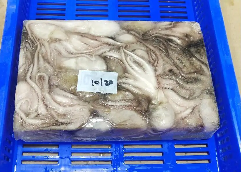 Замороженный осьминог, весь блок замороженный из Индии