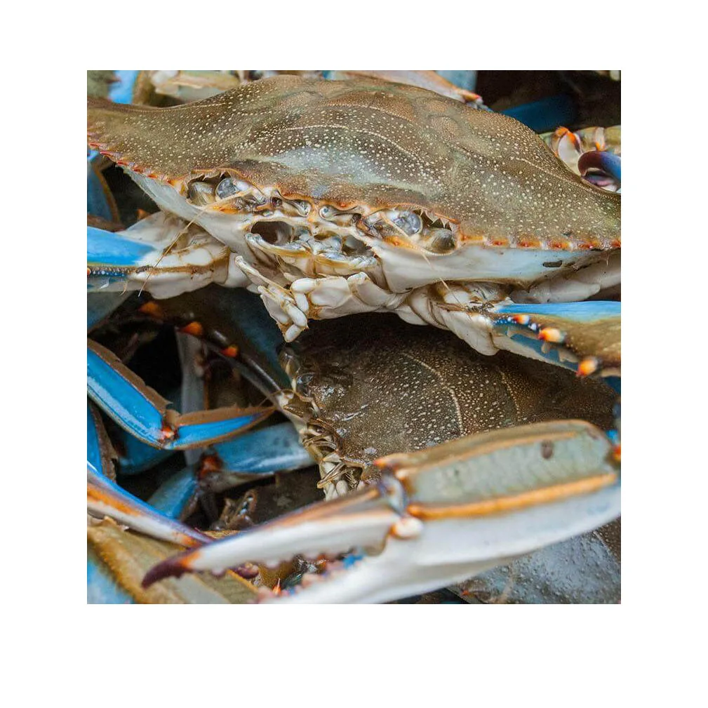 Fresh Crab / Frozen Crab / Whole Crab In Bulk