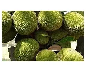 
Vietnam Fresh Jackfruit No chemichals (WS: +84904230236) 
