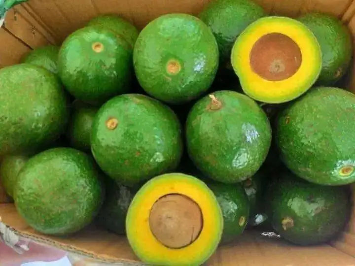 
Fresh Avocado 