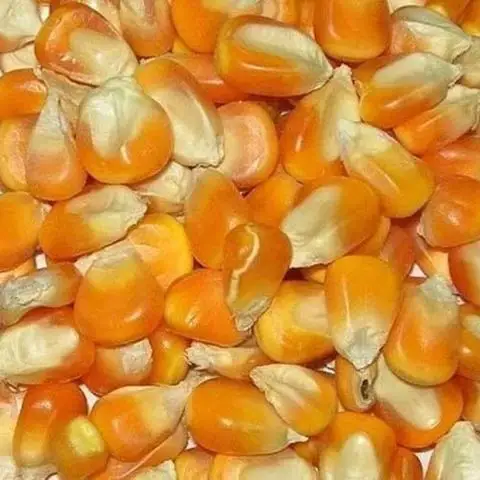  Желтая Кукуруза для употребления человеком без ГМО Кукуруза/желтая