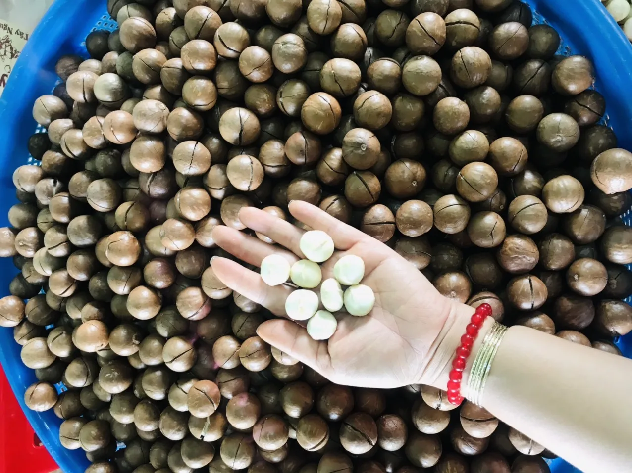 Сушеные Семена макадамии из Вьетнама Sven + 84 966722357