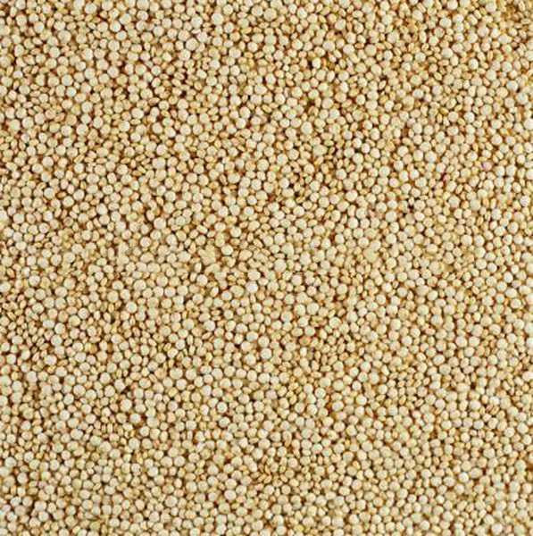 Высокое качество богатого белка киноа для продажи