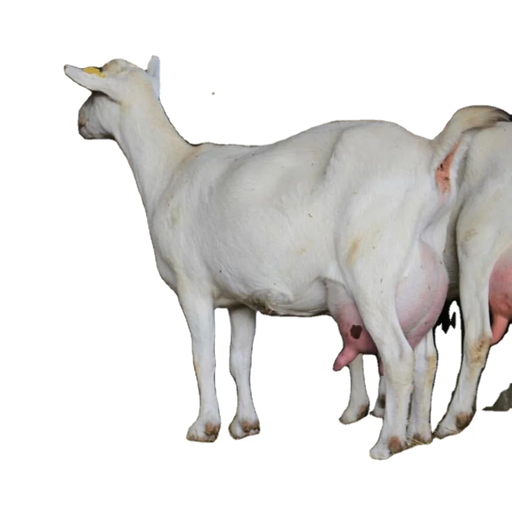 
White Pygmy Goat And Meat 