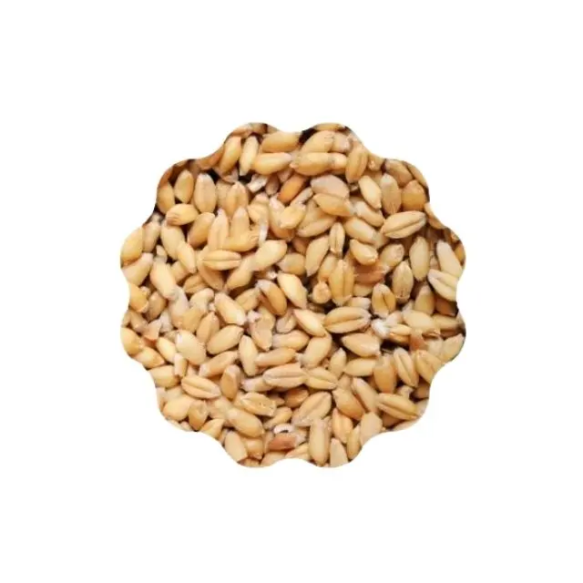 Best Price Good Quality 250g Organic Hard Wheat Grain Dry Whole White Wheat Kernel Grain for Bread Making from Malaysia