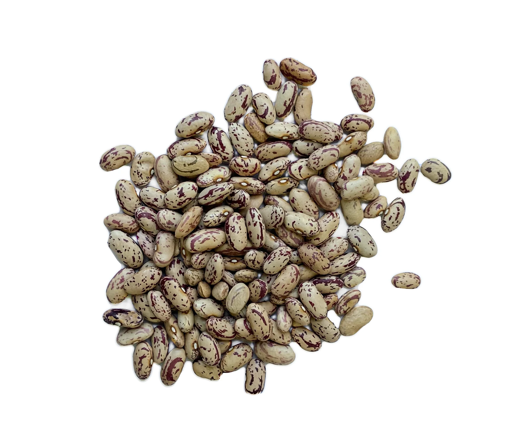 New crop light speckled kidney beans