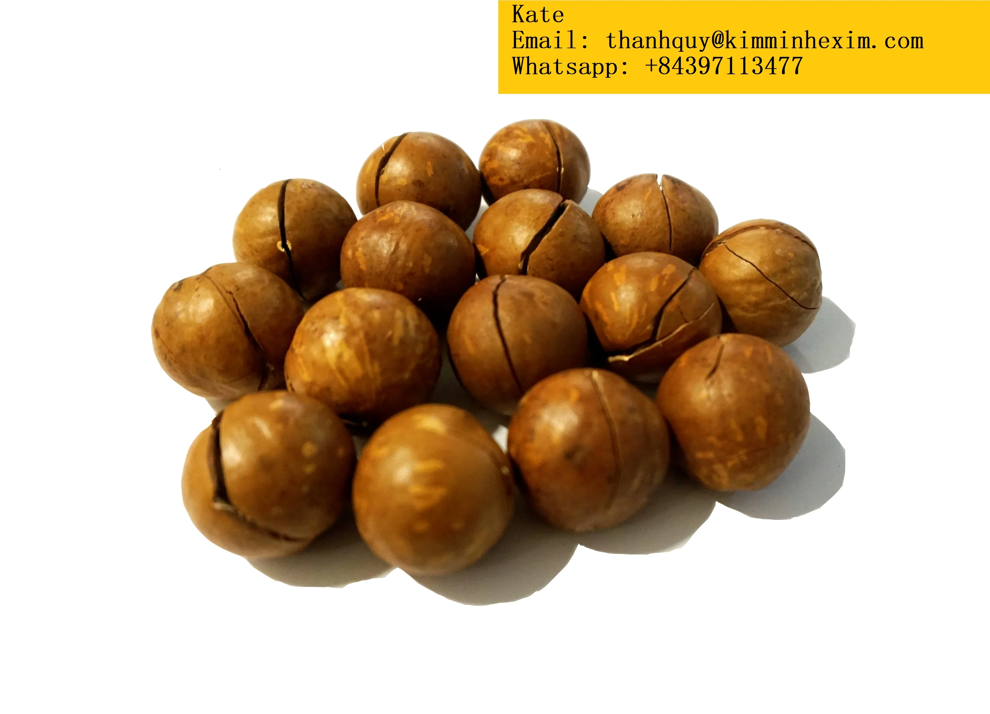  Rich in nutritional value delicious macadamia nuts origin Vietnam