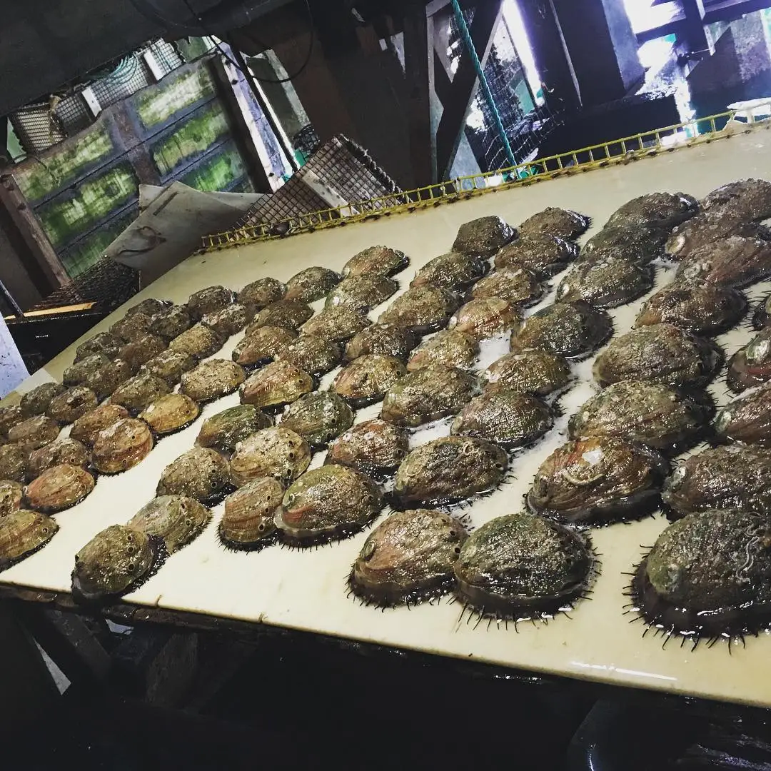 Fresh Abalone seafood