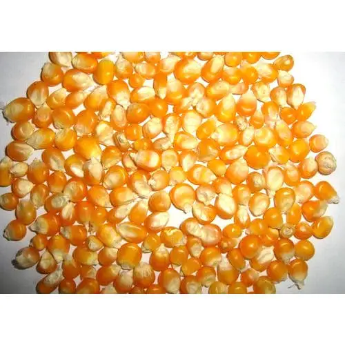 
High quality Yellow Corn/Maize for Animal Feed for sale at cheap price 