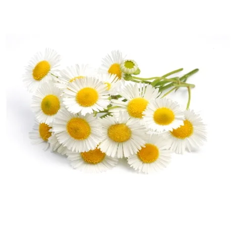 Чистый и натуральный ромашка, роман, гидрозол