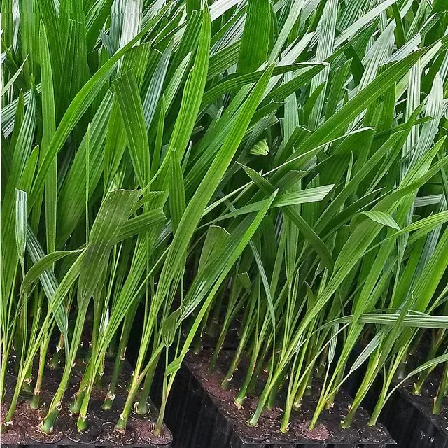 Саженцы ладони из натуральных чистых тканей