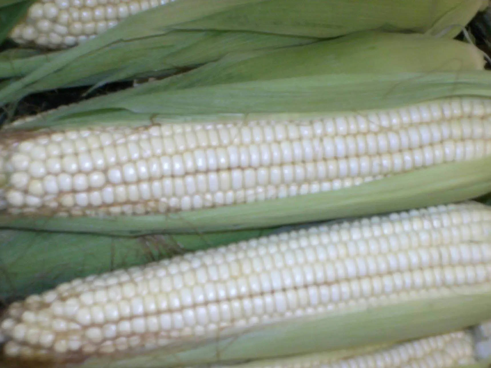 CHEAP PRICE WHITE MAIZE