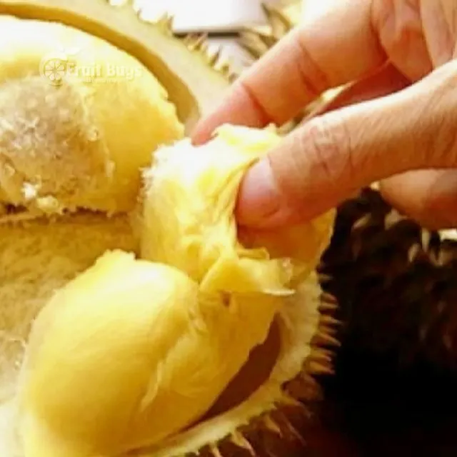 Другая сельскохозяйственная замороженная фруктовая продукция без искусственного сахара для борьбы с ожирением замороженный дуриан фрукт