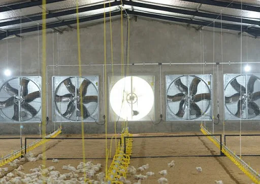 Box Type InIndustrial Large Air Flow Direct Ventilation Poultry Fan