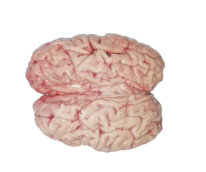 Высококачественная халяльная замороженная говядина | Свежий говяжий мозг