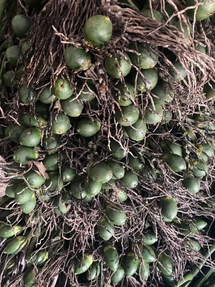 Свежий орех Areca/зеленый Betel young/свежий напиток