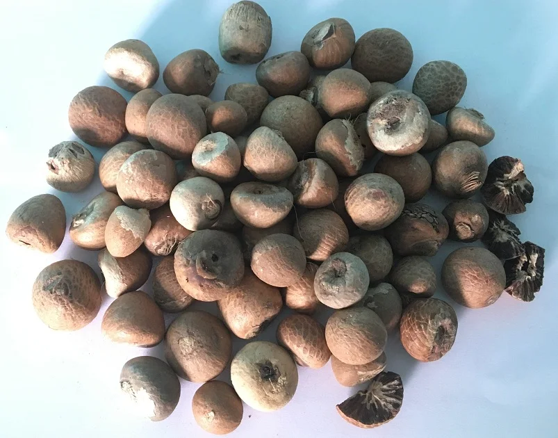 Betel Nuts