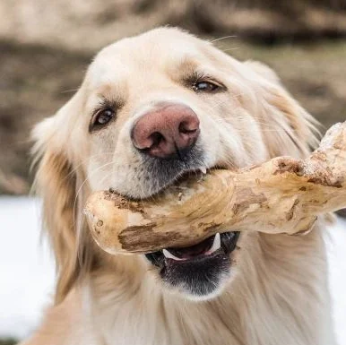 Жевательная игрушка для собак деревянная жевательная с веревкой кофейная java/Hana 0084 901 006