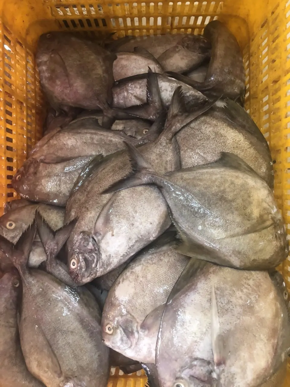 Quality Frozen Blackpomfret Fish export from Vietnam with good price(ThaiLien company, Ms Fiona +84908794118)