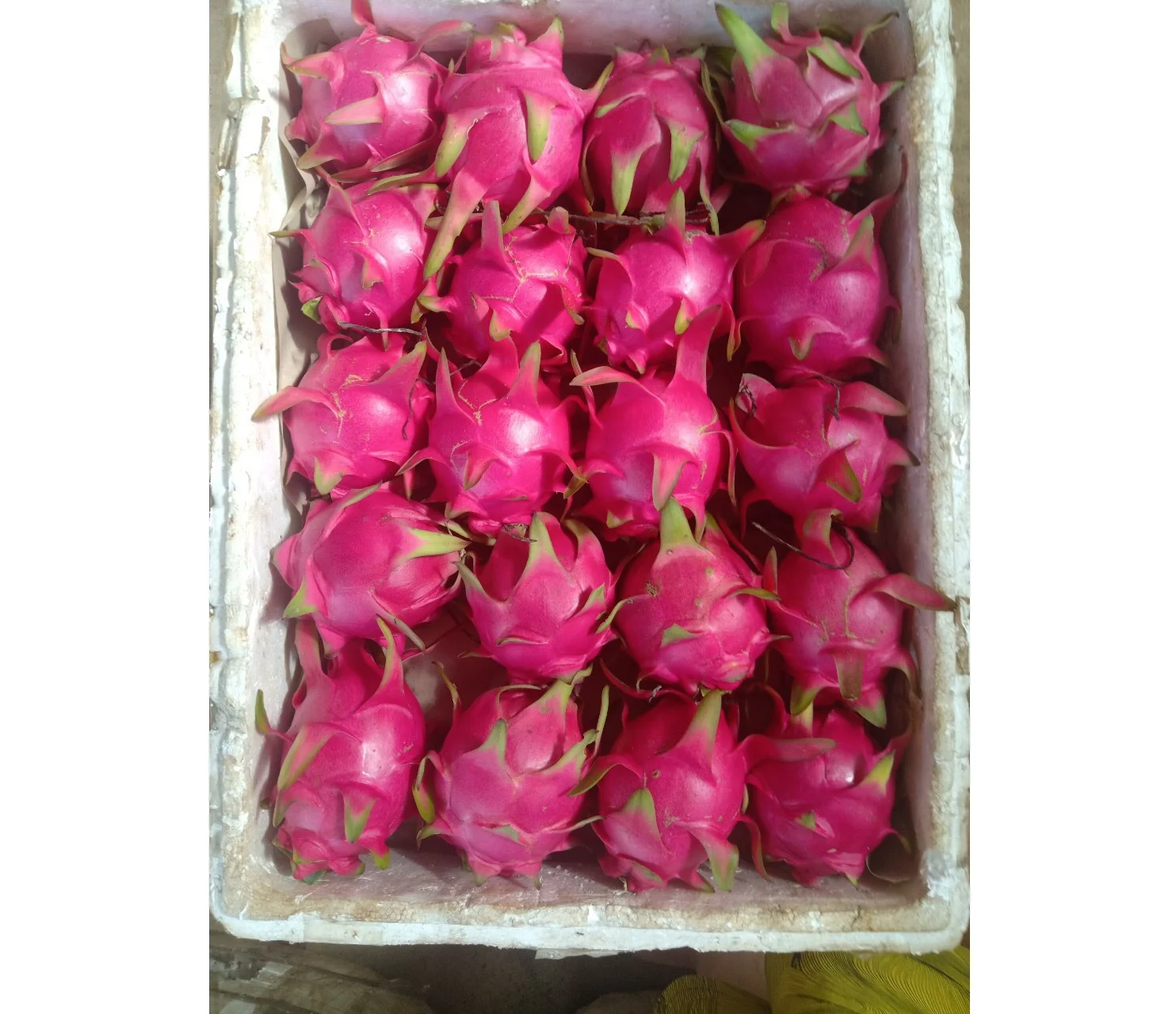 Vietnam Dragon Fruit 100% Fresh Super Delicious Taste Premium Quality Dragon Fruit Natural Fresh Sweet Low-calorie Fruit