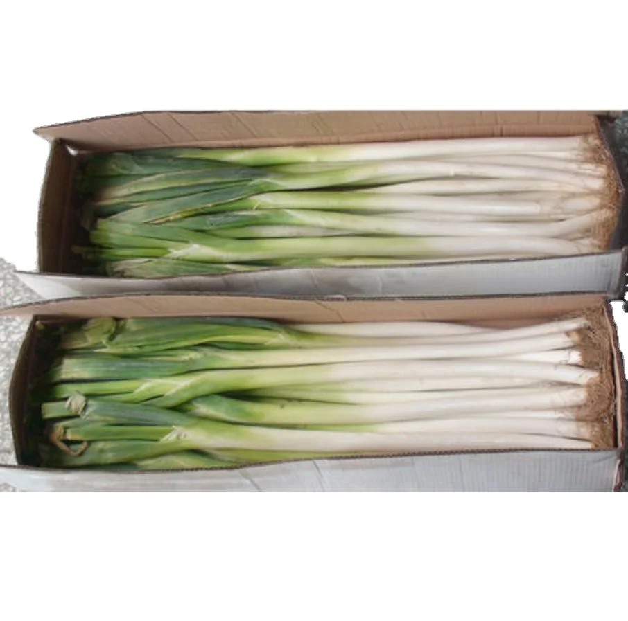 High Quality Fresh Scallions Cheap Price
