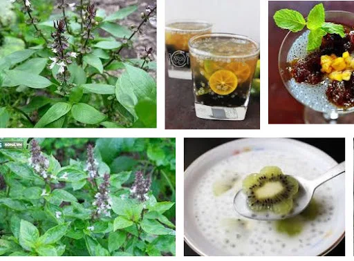 Ocimum grудовлетворенный/Семена базилика/сок для напитков высокое качество Лучшая цена // + Ivy 84977157110