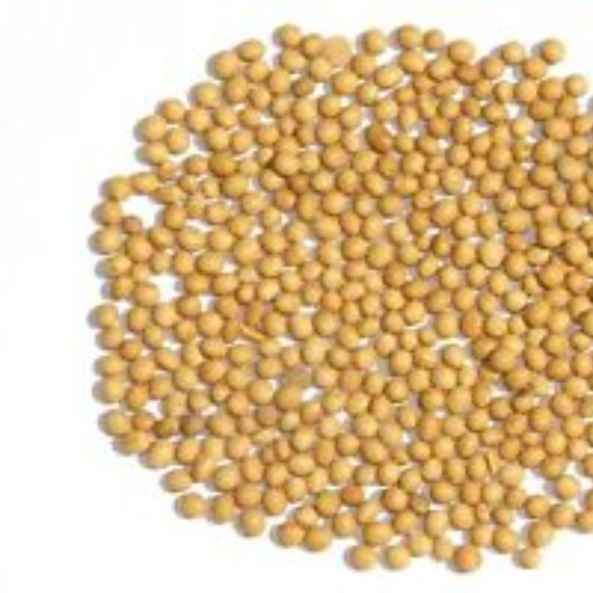 Высококачественные натуральные и без ГМО желтые соевые семена