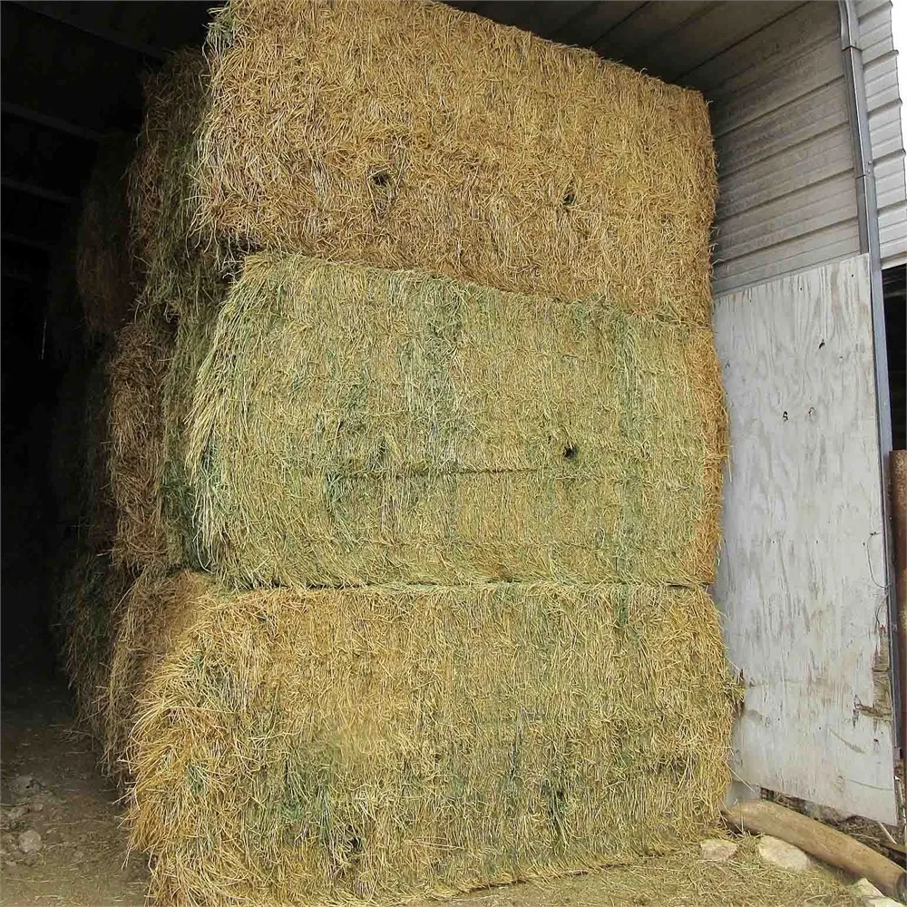 Поставщик сена Альфальфа по низкой цене